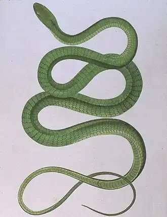 Dendrelaphis punctulatus