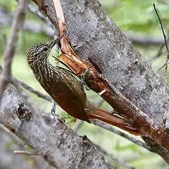 Arapaçu-de-bico-branco Dendroplex picus (Gmelin, 1788)