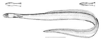 Derichthys serpentinus