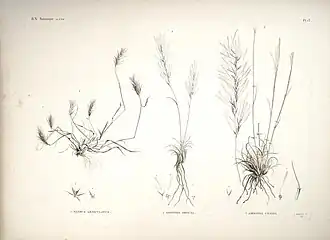 Crithopsis delileana