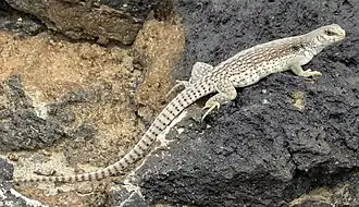 Uma iguana do deserto perto da cratera Amboy&nbsp;[en], na Califórnia
