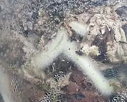 Detalhe de Hippeastrum calyptratum (Ker Gawl.) Herb. raízes