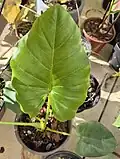 Detalhe de folha jovem de Alocasia Odora (popular Orelha de elefante) planta da família Araceae.