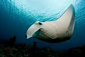 Mobula alfredi em Dharavandhoo, Maldivas
