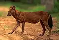 dhole (cuon alpinus)