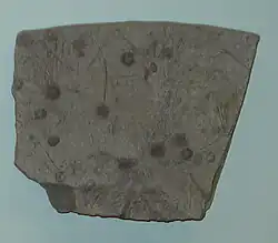 Fósseis de Diademopsis crinifera.