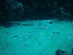 Uma arraia parcialmente enterrada na areia ao lado de um recife