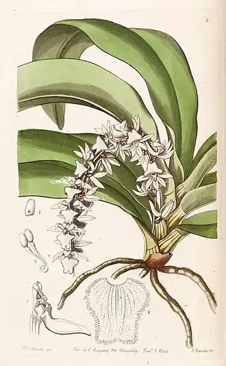 Diaphananthe pellucida