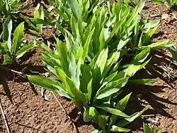 Dichapetalum cymosum.