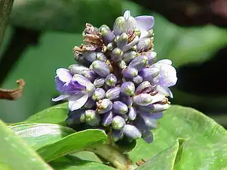 Dichorisandra reginae