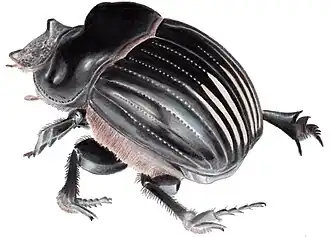 Dichotomius carolinus.