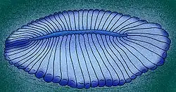 Dickinsonia, um Proarticulata.