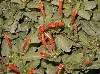Dicliptera suberecta