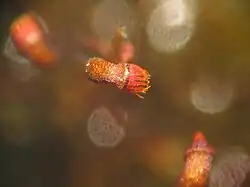 Esporogónios com cápsula artrodôntica de Dicranella varia.