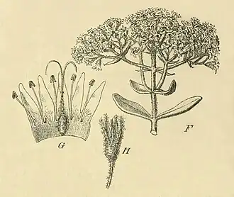 Dicrastylis fulva