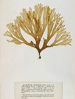 Dictyota dichotoma, exemplar de herbário dos irmãos Crouan (Pierre-Louis e Hippolyte-Marie).