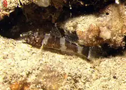 Didogobius splechtnai