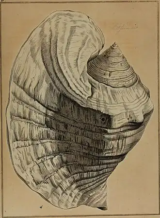 Vista superior da concha do búzio T. goliath, retirada da obra Abbildungen nach der Natur mit Beschreibungen (1845).