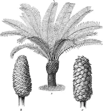 a) hábito de espécime feminino de E. hildebrandtii b) cone do mesmo, e c) cone com sementes de E. villosus