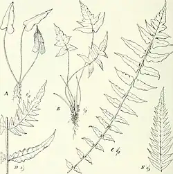 Lonchitis occidentalis.