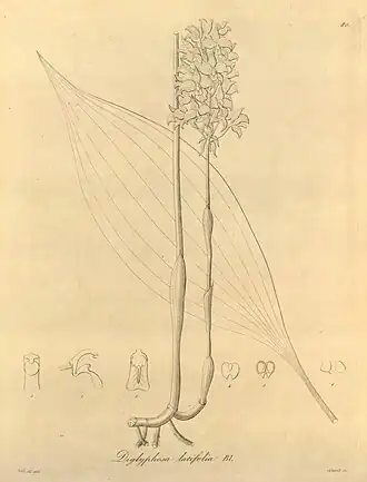 Diglyphosa latifolia