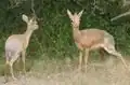 Dik-diks em estado de alerta