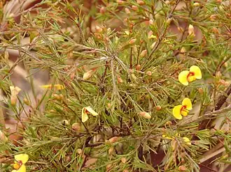 Em Castlereagh&nbsp;[en]