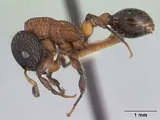 Dilobocondyla fouqueti