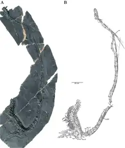 Fotografia (a) e desenho interpretativo (b) do espécime ZMNH M8728; note o pescoço longo.