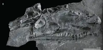 Crânio do espécime holótipo IVPP V13767, com a etiqueta 42-1 indicando o processo posterior ausente do osso jugal.