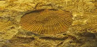 Fóssil de Dinorthis