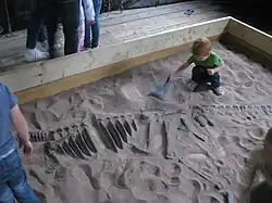 Caixa de areia com restos de dinossauro