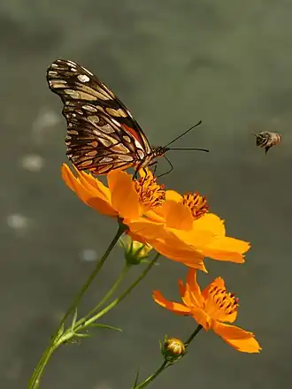 D. juno, subespécie huascuma, pousada, sendo possível a observação de suas manchas em prata.