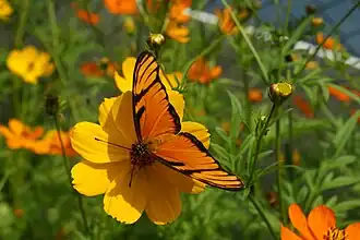 D. juno, vista superior.