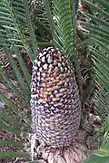 Cone de Dioon merolae