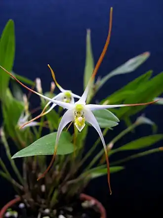 Diplocaulobium validicolle