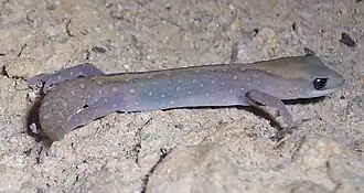 Diplodactylus vittatus