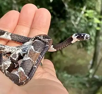 Indivíduo avistado em 2022