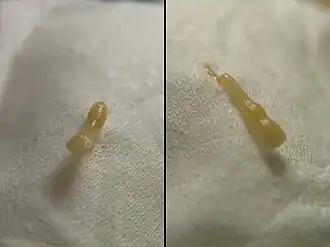 Proglótides móveis de Dipylidium caninum.