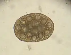 Oncosfera do D. caninum.