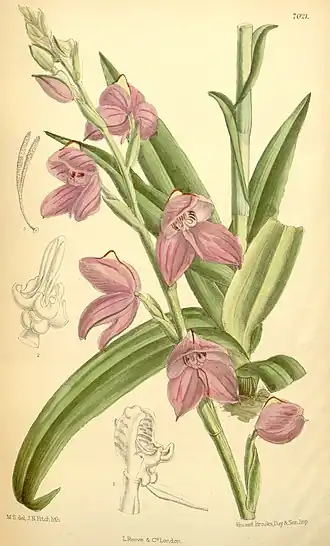 Disa racemosa