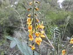 Flores de Discolobium pulchellum.