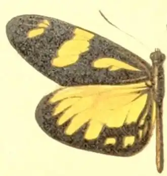 Ilustração da asa esquerda do macho do Pieridae Dismorphia melia.[9]