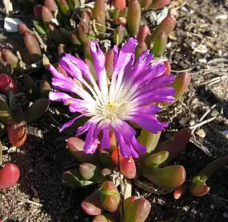 Disphyma crassifolium subsp. clavellatum