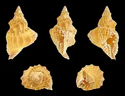 Distorsio kurzi ( Personidae )