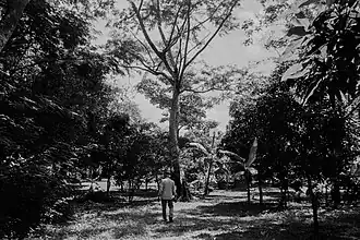 Área verde no distrito da Guia