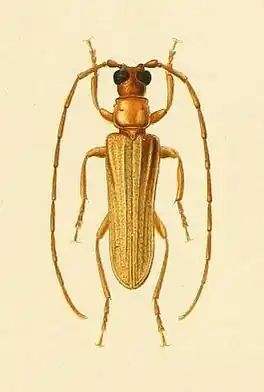 Doesus telephoroides