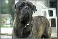 Bullmastiff tigrado