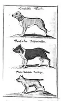 "Dogge inglês", Barenbeisser, e "Bullenbeisser Neerlandês"