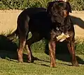 Dogo espanhol macho